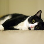 Domino