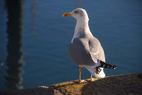 seagull